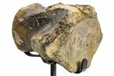 Fossil Mosasaur Vertebra w/ Metal Stand - Texas #316024-1